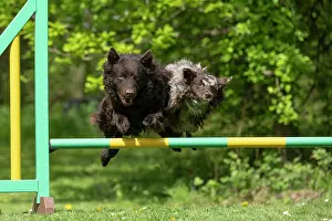 Leaping: DOG. Hungarian MUDI, jumping a dog agility jump