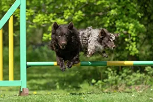 Leaping: DOG. Hungarian MUDI, jumping a dog agility jump