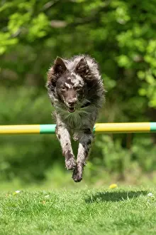 Leaping: DOG. Hungarian MUDI, jumping a dog agility jump