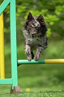 Leaping: DOG. Hungarian MUDI, jumping a dog agility jump