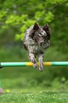Leaping: DOG. Hungarian MUDI, jumping a dog agility jump