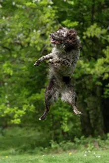 Leaping: DOG. Hungarian MUDI, jumping, mid air