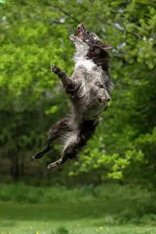 Leaping: DOG. Hungarian MUDI, jumping, mid air