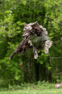 Leaping: DOG. Hungarian MUDI, jumping, mid air