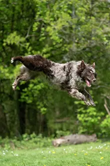 Leaping: DOG. Hungarian MUDI, jumping, mid air