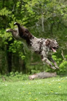 Leaping: DOG. Hungarian MUDI, jumping, mid air