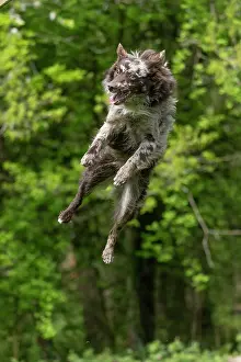 Leaping: DOG. Hungarian MUDI, jumping, mid air