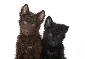 110420: DOG. Hungarian Mudi, puppies, studo