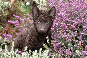 Mudi: DOG. Hungarian Mudi, puppy ( 15 weeks old ) in heather