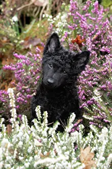 DOG. Hungarian Mudi, puppy ( 15 weeks old ) in heather