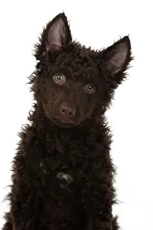 110420: DOG. Hungarian Mudi, puppy, studo
