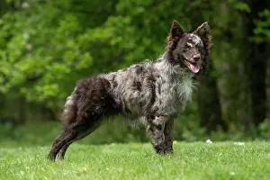 Hungarian: DOG. Hungarian MUDI, standing