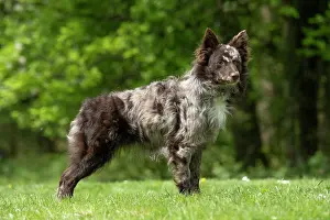 Hungarian: DOG. Hungarian MUDI, standing