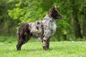 Hungarian: DOG. Hungarian MUDI, standing