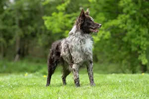 Hungarian: DOG. Hungarian MUDI, standing