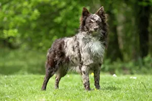 Hungarian: DOG. Hungarian MUDI, standing