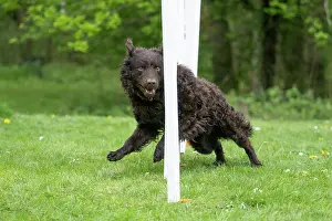 Agility: DOG. Hungarian MUDI, weaving between polls on an agility