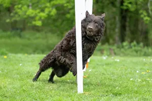 Agility: DOG. Hungarian MUDI, weaving between polls on an agility