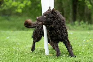 Agility: DOG. Hungarian MUDI, weaving between polls on an agility