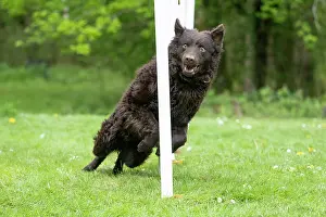 Agility: DOG. Hungarian MUDI, weaving between polls on an agility