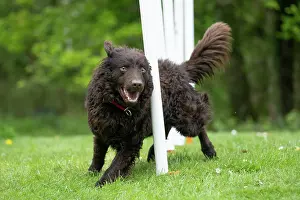 Agility: DOG. Hungarian MUDI, weaving between polls on an agility