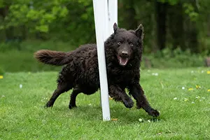 Agility: DOG. Hungarian MUDI, weaving between polls on an agility