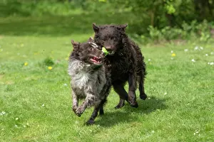Chasing: DOG.. Hungarian MUDI, , x2 running and playing with a toy