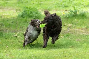 Chasing: DOG.. Hungarian MUDI, , x2 running and playing with a toy