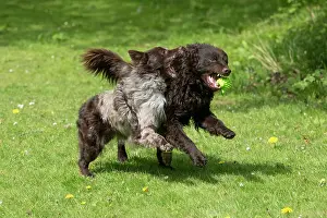 DOG.. Hungarian MUDI, , x2 running and playing with a toy