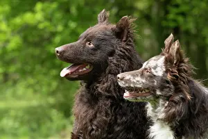 Hungarian: DOG. Hungarian MUDI, X2 sitting together in a garden, head