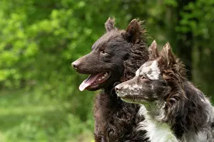 Hungarian: DOG. Hungarian MUDI, X2 sitting together in a garden, head