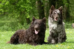 DOG. Hungarian MUDI, X2 sitting and laying together in a