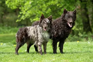 Hungarian: DOG. Hungarian MUDI, X2 standing together in a garden