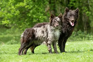 Hungarian: DOG. Hungarian MUDI, X2 standing together in a garden