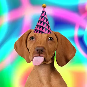 Celebrations: DOG - Hungarian Viszla wearing a party hat sticking out tong