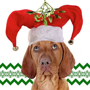 Vizsla: DOG - Hungarian Vizsla