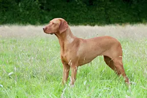 Vizsla: Dog Hungarian Vizsla