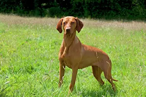 Vizsla: Dog Hungarian Vizsla
