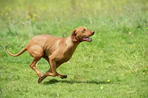 Vizsla: Dog Hungarian Vizsla