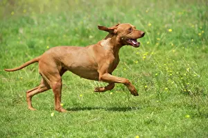 Vizsla: Dog Hungarian Vizsla