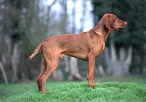 Vizsla: DOG - HUNGARIAN VIZSLA