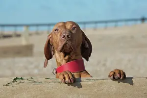 Vizsla: Dog Hungarian Vizsla on the beach