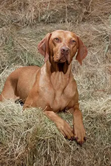Vizsla: DOG Hungarian Vizsla in hay