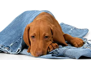Pensive: DOG. Hungarian Vizsla puppy (11 weeks old ) laying on denim