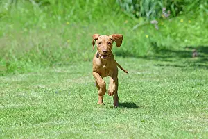 120821: DOG. Hungarian Vizsla puppy (11 weeks old ) running in a gar