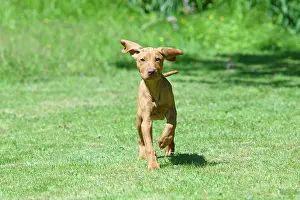 120821: DOG. Hungarian Vizsla puppy (11 weeks old ) running in a gar