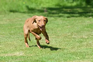 120821: DOG. Hungarian Vizsla puppy (11 weeks old ) running in a gar
