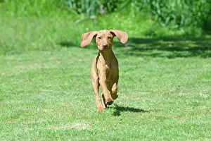 120821: DOG. Hungarian Vizsla puppy (11 weeks old ) running in a gar