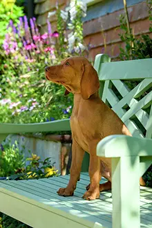 120821: DOG. Hungarian Vizsla puppy (11 weeks old ) sitting on a gar