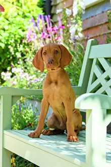 Seat: DOG. Hungarian Vizsla puppy (11 weeks old ) sitting on a gar